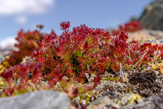Rhodiola rosea