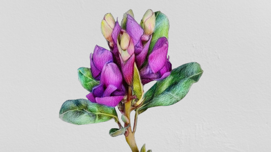 Oxytropis falcata Bunge