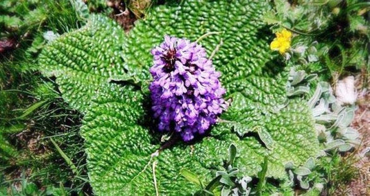 Rosette Sage